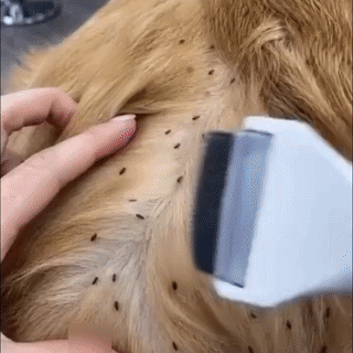 🔥 40%OFF  Billhol® 2-in-1 Electric Pet Grooming Comb-Bring Out the Best in Your Pet!❤️