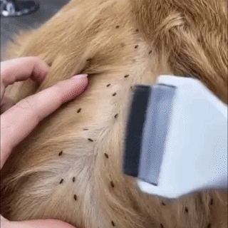 🔥 JUST LAUNCHED 40%OFF  Billhol® 2-in-1 Electric Pet Grooming Comb-Bring Out the Best in Your Pet!❤️